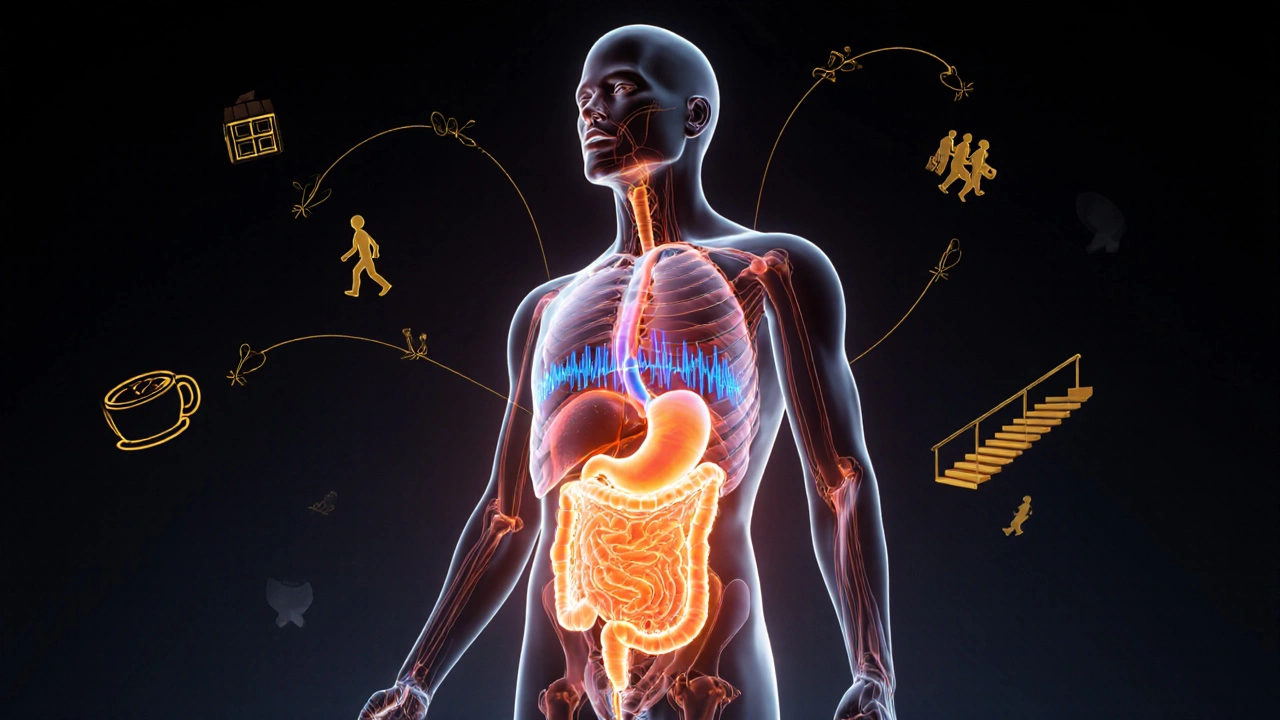 Průřez tělem s viditelnými třemi zdroji spalování kalorií.